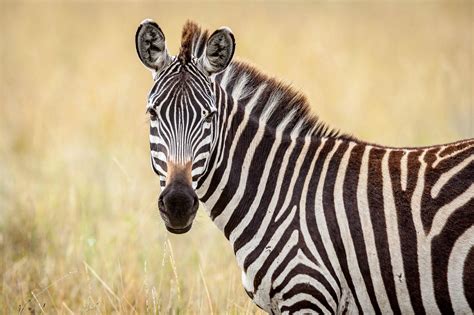 Scientists Have Discovered How Zebra Stripes Work .